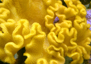皮革珊瑚斐济黄色
