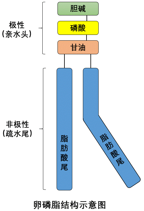 磷脂与人类健康的前世今生缘