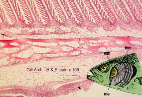 鱼鳃及其显微结构 来源:fws.gov 作者改动