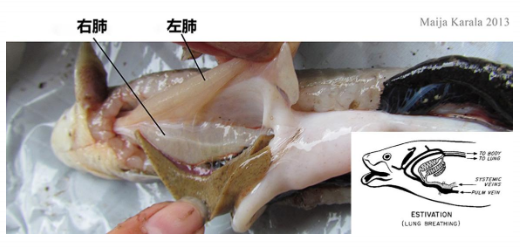 塞內加爾多鰭魚的解剖圖及呼吸過程示意圖 來源:參考文獻[8][9]