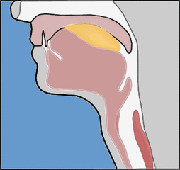 吞咽困难,是指食物从口腔至胃,贲门运送过程中受阻而产生咽部,胸骨后