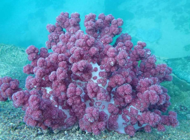 海鸡头软珊瑚图片