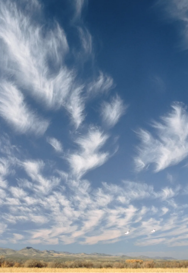 且往往预示着晴天云的丝状纤维结构十分清晰毛卷云是其中的典型又仿佛