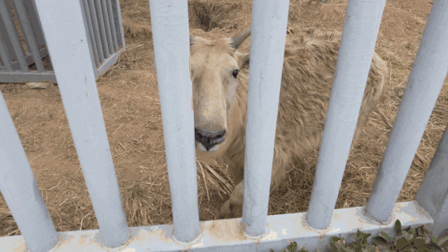 微信图片_20211215123621.gif