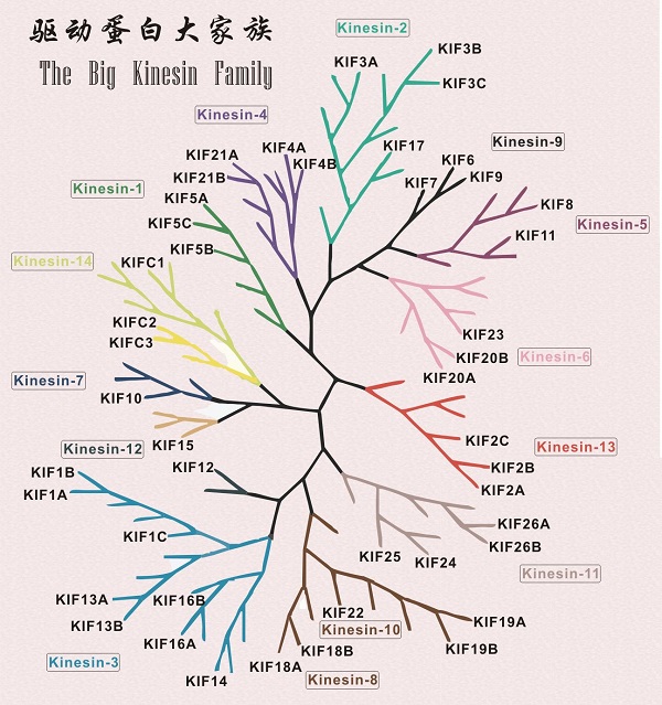 驱动蛋白3.jpg