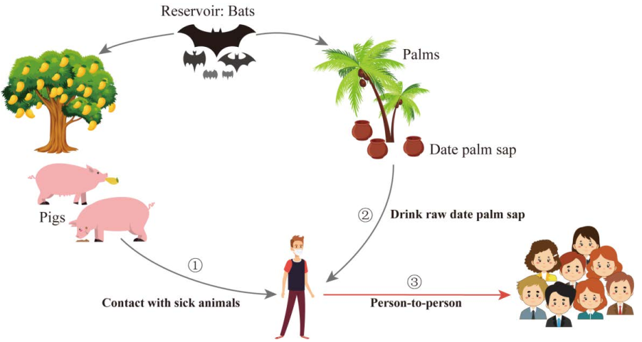 图3 NiV传播方式.png